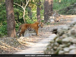 Supreme Court's "Waste Bin" Rap Over Deforestation In Corbett Tiger Reserve Supreme Court's "Waste Bin" Rap Over Deforestation In Corbett Tiger Reserve