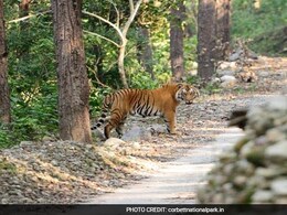 Cameras In Corbett National Park Being Misused To Intimidate Women: Study Cameras In Corbett National Park Being Misused To Intimidate Women: Study