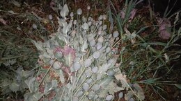 Opium Farming: सरसों की आड़ में उगा रहे थे अफीम, पुलिस के कानों तक पहुंचीं बात तो हुआ ये...