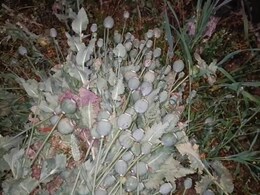 Opium Farming: सरसों की आड़ में उगा रहे थे अफीम, पुलिस के कानों तक पहुंचीं बात तो हुआ ये... Opium Farming: सरसों की आड़ में उगा रहे थे अफीम, पुलिस के कानों तक पहुंचीं बात तो हुआ ये...