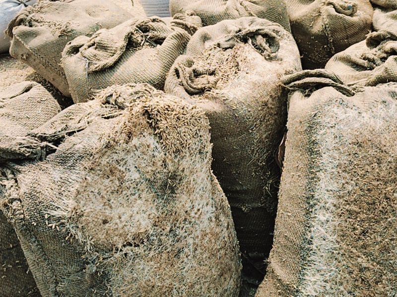 Chhattisgarh में लापरवाही की इंतेहा: जिम्मेदार नहीं करा रहे उठाव, बारिश से भीग कर लाखों क्विंटल धान हुआ खराब