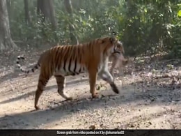 मारने के बजाए ज़िंदा हिरण के बच्चे को मुंह में दबाकर जंगल में घूमती दिखी बाघिन, दिलचस्प वजह कर देगी हैरान मारने के बजाए ज़िंदा हिरण के बच्चे को मुंह में दबाकर जंगल में घूमती दिखी बाघिन, दिलचस्प वजह कर देगी हैरान