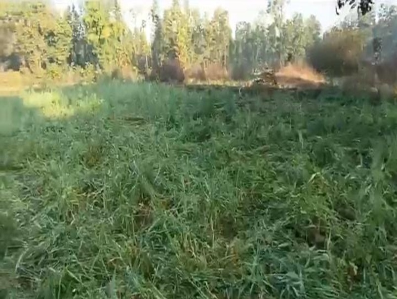 बलरामपुर में नहीं थम रहा हाथियों का आतंक! 40 दिनों से उत्पात जारी, सैकड़ों एकड़ की फसल तबाह