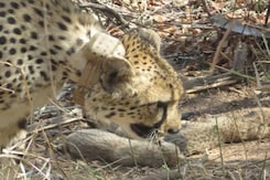 South African Cheetah Gives Birth To 5 Cubs, Number In Kuno Park Now 26 South African Cheetah Gives Birth To 5 Cubs, Number In Kuno Park Now 26