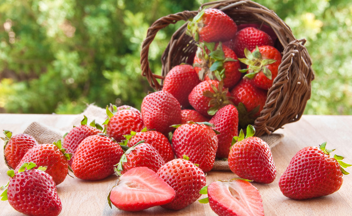 More strawberry chunks and delectable chocolate chips are added to the thick blend