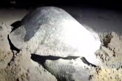 Hatcheries On Tamil Nadu Beaches For live Ridley Turtles Hatcheries On Tamil Nadu Beaches For live Ridley Turtles