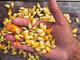 पोषण का खजाना हैं इस सब्जी के बीज, सुबह खाली पेट खाने से शरीर को मिलते हैं चौंकाने वाले फायदे