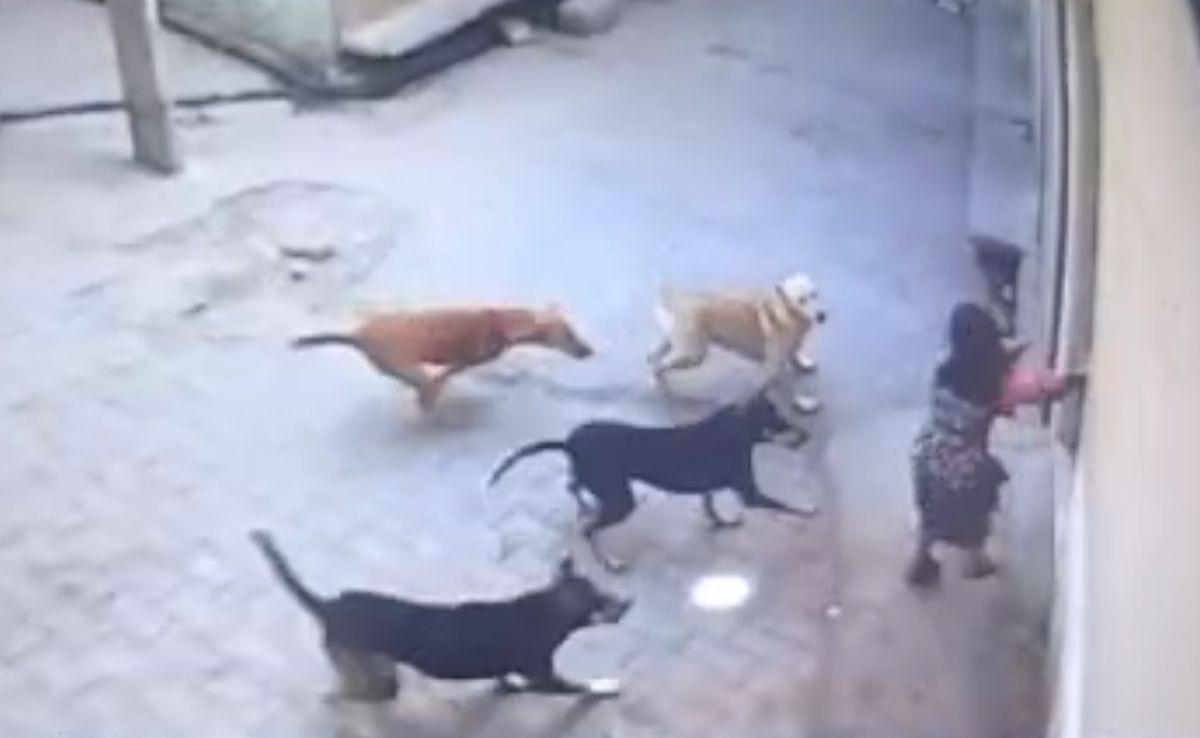 Girl Attacked By Pack Of Stray Dogs In UP, Locals Come To Rescue