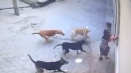 Girl Attacked By Pack Of Stray Dogs In UP, Locals Come To Rescue