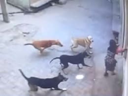 नहीं थम रहा आवारा कुत्तों का आतंक, यूपी के अमरोहा में बच्ची पर किया हमला  नहीं थम रहा आवारा कुत्तों का आतंक, यूपी के अमरोहा में बच्ची पर किया हमला