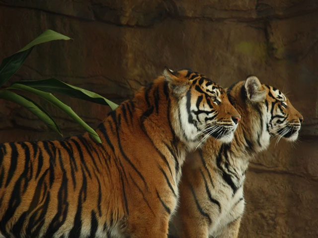 International Big Cat Alliance To Be Set Up In India, Cabinet Gives Nod