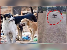 विदिशा में नवजात को मुंह में दबाये घूमता रहा कुत्ता, लोगों ने बनाया दिल दहला देने वाला VIDEO विदिशा में नवजात को मुंह में दबाये घूमता रहा कुत्ता, लोगों ने बनाया दिल दहला देने वाला VIDEO