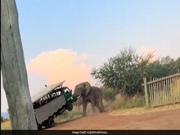 Video Shows Scary Moment When Elephant Lifted Truck Filled With Tourists Video Shows Scary Moment When Elephant Lifted Truck Filled With Tourists