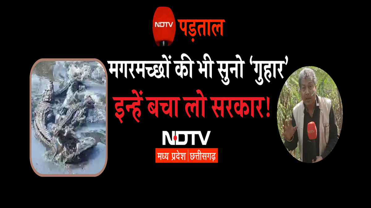 NDTV Ground Report: हजारों मगरमच्छों को रेस्क्यू का इंतजार, जानिए क्या कह रहे हैं जिम्मेदार?