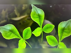 शिवलिंग पर चढ़े हुए बेलपत्र का क्या करें? यहां जानें बेल पत्र के 5 पत्तों के क्या फायदे हैं