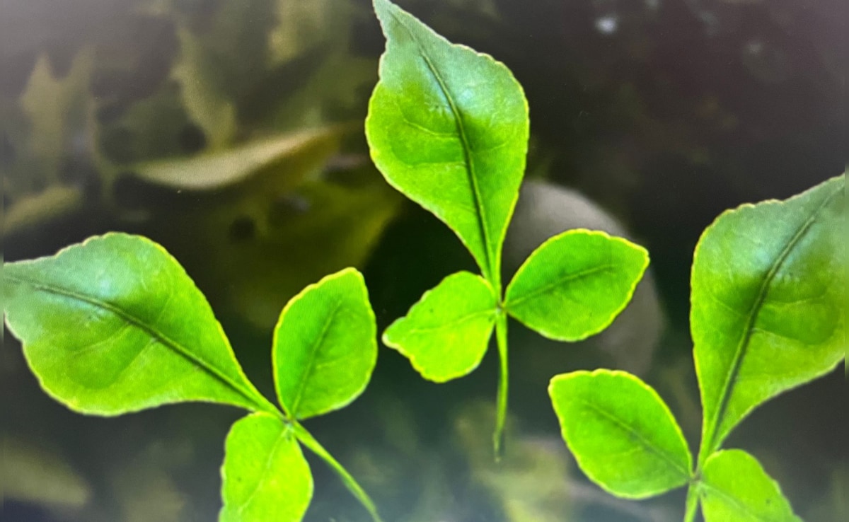 Latest and Breaking News on NDTV Latest and Breaking News on NDTV