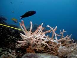 Indian Ocean Likely To See Near-Permanent Heatwave: Study