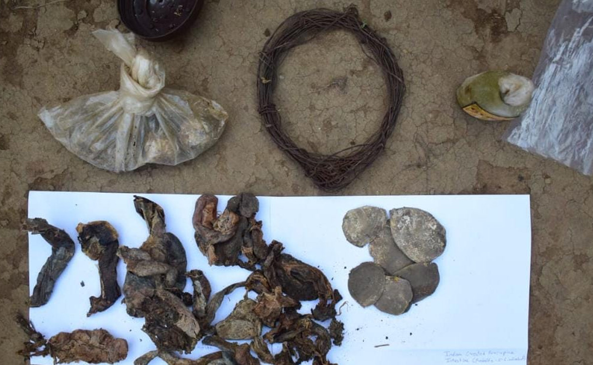 बताइए! जंगल में भी Safe नहीं हैं जंगली जानवर, वन्य प्राणियों के अंग के साथ पकड़े गए संदिग्ध शिकारी