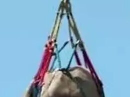गाय को हेलीकॉप्टर से कराना पड़ा एयरलिफ्ट, इमोशनल कर देगी वजह गाय को हेलीकॉप्टर से कराना पड़ा एयरलिफ्ट, इमोशनल कर देगी वजह