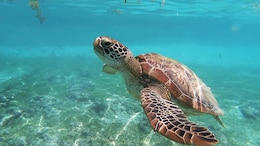 8 Children Die After Eating Sea Turtle Meat On Remote African Island