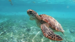 3 Dead, 32 Hospitalised After Eating Endangered Sea Turtle In Philippines