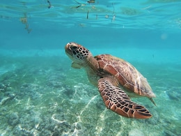 3 Dead, 32 Hospitalised After Eating Endangered Sea Turtle In Philippines 3 Dead, 32 Hospitalised After Eating Endangered Sea Turtle In Philippines