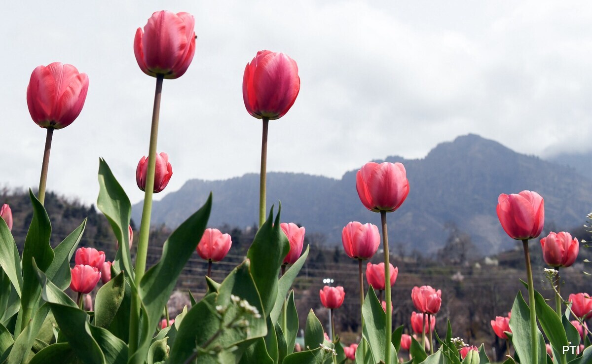Tulip Garden In Srinagar, Asia's largest, Opens For Public - Vimarsana News