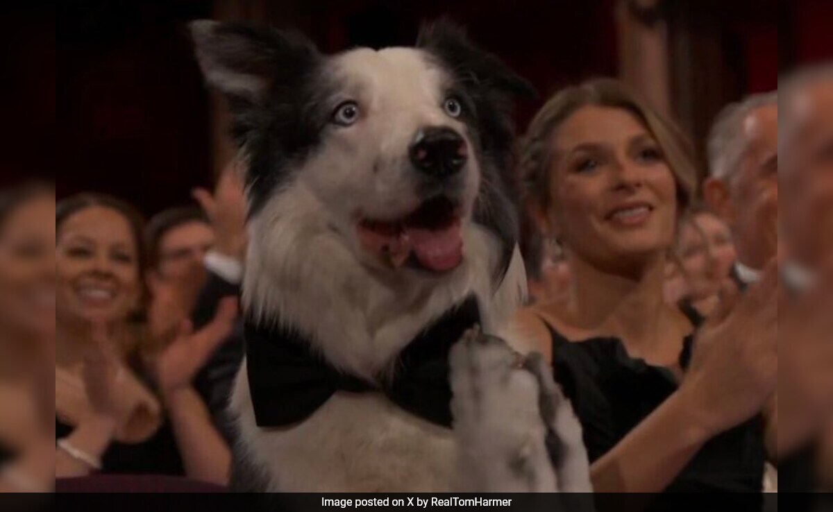 Oscars 2024: How Messi, The Dog From <i>Anatomy Of A Fall</i>, Stole The Show