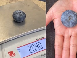 Watch: Blueberry Roughly The Size Of A Golf Ball Smashes Guinness World Records Watch: Blueberry Roughly The Size Of A Golf Ball Smashes Guinness World Records