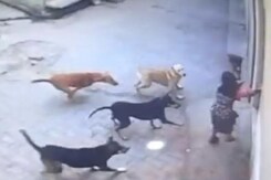 Girl Attacked By Pack Of Stray Dogs In UP, Locals Come To Rescue Girl Attacked By Pack Of Stray Dogs In UP, Locals Come To Rescue