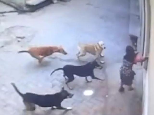 Girl Attacked By Pack Of Stray Dogs In UP, Locals Come To Rescue