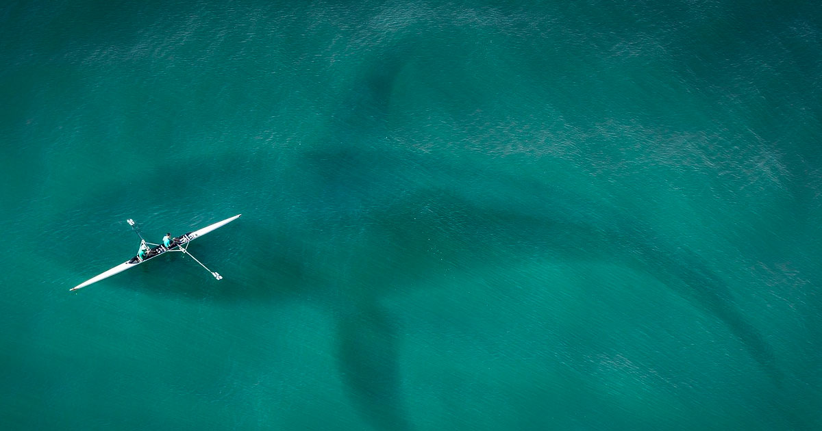 Largest Ocean Creatures