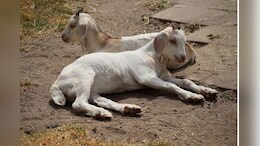 बकरियां लौटी घर लेकिन इन्हें चराने गए 2 सगे भाई नहीं आए वापस, जानें कैसे हुई मौत?