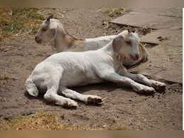 बकरियां लौटी घर लेकिन इन्हें चराने गए 2 सगे भाई नहीं आए वापस, जानें कैसे हुई मौत? बकरियां लौटी घर लेकिन इन्हें चराने गए 2 सगे भाई नहीं आए वापस, जानें कैसे हुई मौत?