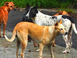 हैदराबाद : आवारा कुत्‍तों ने किया 4 साल के मासूम पर हमला, गंभीर रूप से घायल