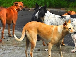Stray Dogs : 4 वर्षाची चिमुरडी घराबाहेर खेळत होती... अचानक भटक्या कुत्र्यांनी घातली झडप! नागपूर हादरले