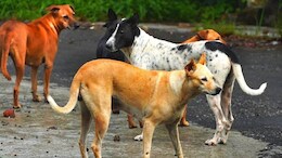 बच्चे को नोंच-नोंचकर मार डाला, आवारा कुत्तों ने घर के आंगन में हसती-खेलती नन्ही जान छीनी