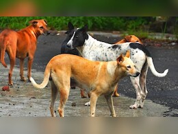 बच्चे को नोंच-नोंचकर मार डाला, आवारा कुत्तों ने घर के आंगन में हसती-खेलती नन्ही जान छीनी