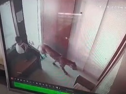 Watch: 13-Year-Old Saw A Leopard Entering A Room, Quickly Locked It Inside