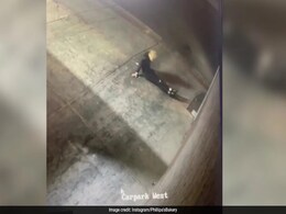 Video: Australian Woman Performs Yoga, Breaks Into Bakery To Steal Pastry Video: Australian Woman Performs Yoga, Breaks Into Bakery To Steal Pastry