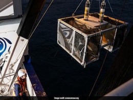 100 New Deep-Sea Species, Including Mystery Creature, Found In New Zealand 100 New Deep-Sea Species, Including Mystery Creature, Found In New Zealand