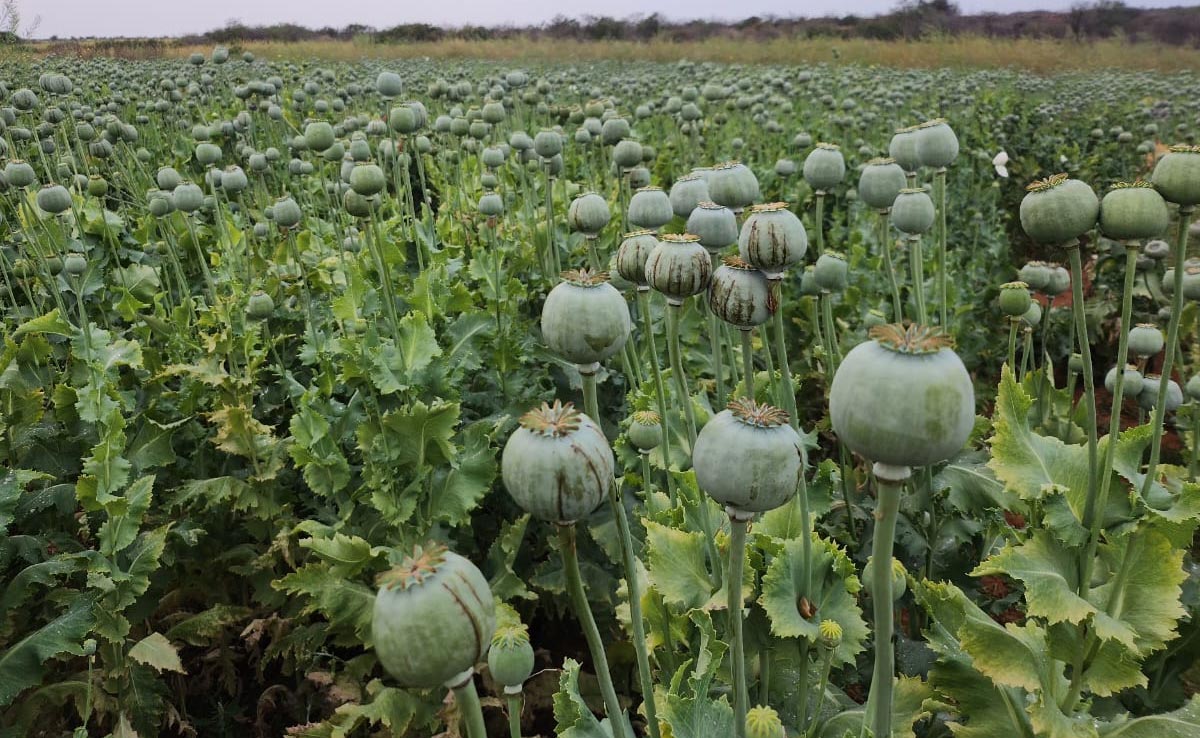 Rajasthan: सरकारी जमीन पर सरसों की फसल के बीच अफीम की खेती, पुलिस ने 3000 पेड़ कटवाए