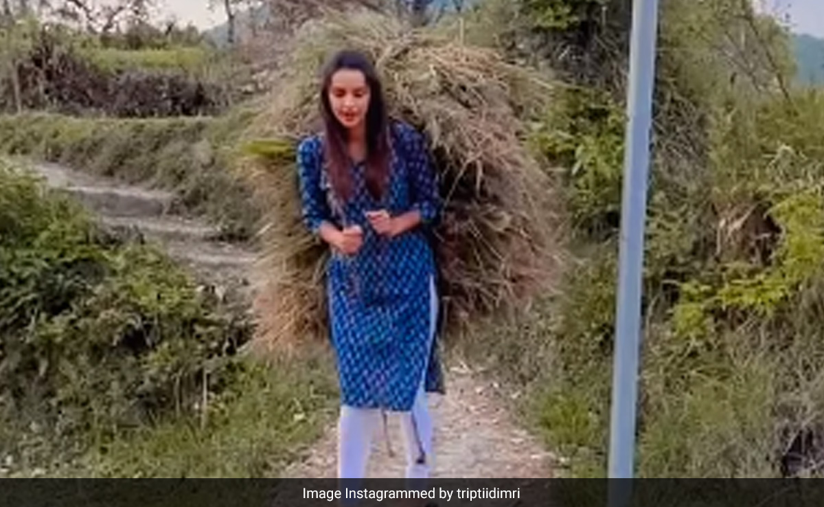 पहाड़ों पर घास लाती हुई दिखीं एनिमल की भाभी 2, सादगी देख तृप्ति डिमरी के फैंस बोले- पहाड़ी गर्ल की खूबसूरती तो...