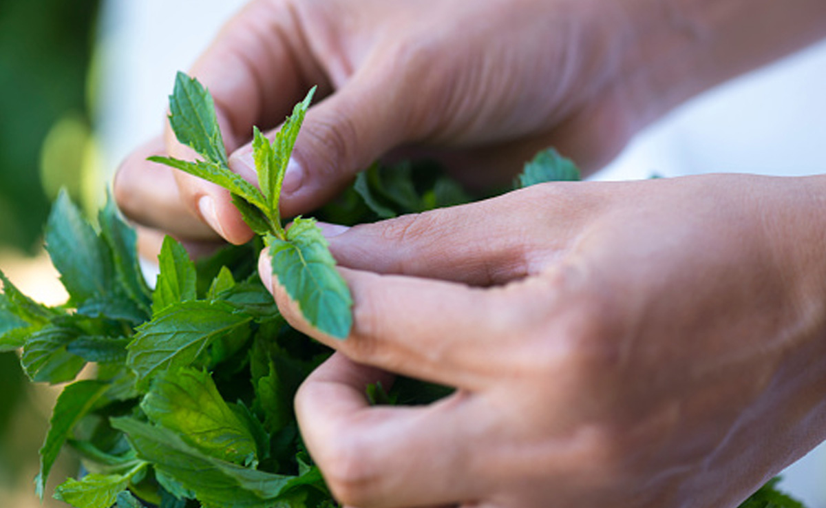 बालों पर इस तरह लगा सकते हैं पुदीने का हेयर पैक बनाकर, लंबे, घने और मुलायम होने लगेंगे आपके हेयर