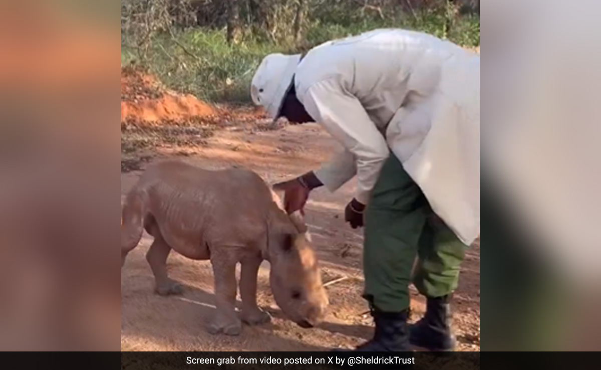 गैंडे के बच्चे की मस्ती देख खुश हुए लोग, केयरटेकर के पीछे दौड़ा, पास आकर की ऐसी हरकत, देख नहीं होगा यकीन