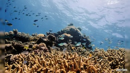 'Unprecedented' Mass Bleaching Drains Life From Australian Reef