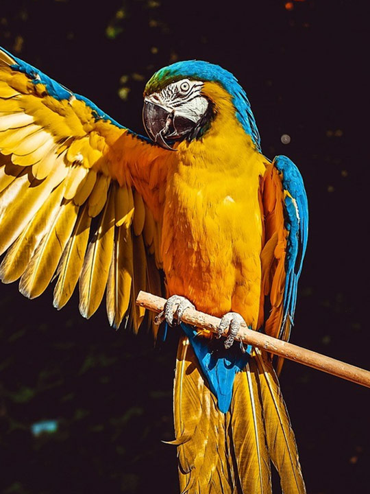 Creatures With Longest Life Span