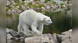 Heroic Husband Leaps Onto Polar Bear To Save Wife
