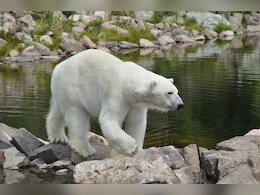 Heroic Husband Leaps Onto Polar Bear To Save Wife Heroic Husband Leaps Onto Polar Bear To Save Wife