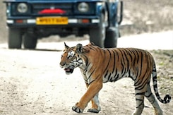 "Exposes Dirty Nexus": Expert After Supreme Court Order On Tree-Felling In Corbett Tiger Reserve "Exposes Dirty Nexus": Expert After Supreme Court Order On Tree-Felling In Corbett Tiger Reserve